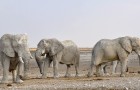 TURISMO RESPONSABILE/Immagini dal Mondo@Pintupi: Namibia